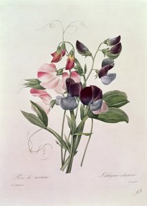 Sweet Peas (Lathyrus odoratus) engraved by Langlois, from 